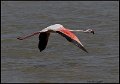 _9SB1319 greater flamingo
